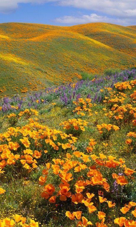 Breezes of the Secluded Orchard